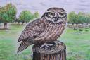 Little owls now common in Bushy Park and Richmond Park