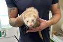 The ferret was saved at Victoria Tube Station.