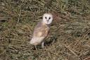 A barn owl seen in Crossness Nature Reserve (Credit: Donna Zimmer)