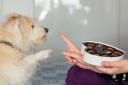 Chocolate is poisonous to pets so it's important that pet owners make sure they can't get to any