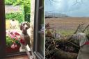 Cheeky nine-year-old Weimaraner, Velma, can be seen trying to get her owner’s attention by skilfully pressing a Ring Video Doorbell.
