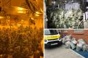 Cannabis plants found in Bromley