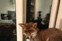 The fox and the cat had a tense stand off