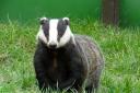 And against badgers being under threat of a cull. Photo: Donna Zimmer