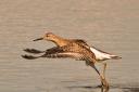 The ruff landing photographed by Tony Dunstan