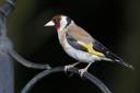Goldfinches have become firmly established as garden regulars