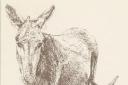 Artist, 80, exhibiting beautiful animal drawings to help RSPCA