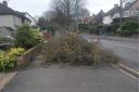 Orpington tree topples due to weekend winds