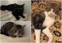 These cats are based at RSPCA in south London and are looking for a new family (photo: RSPCA)