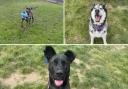 These dogs are looking for new homes. (RSPCA)