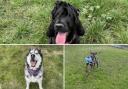 See the dogs looking for a new home. (RSPCA)