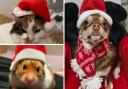 The most Christmass-y pets in south east London