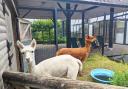 Alpacas Eva And Poppy at The Horniman Museum in Forest Hill during better weather. CREDIT: The Horniman Museum