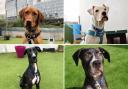Battersea has a host of dogs that need rehoming. (Battersea)