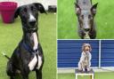 Battersea London dogs looking for their forever homes (Battersea)