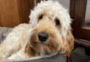 Milo the cockapoo was killed in the incident