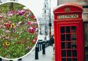 Here's why you might notice wildflowers popping up in London roads
