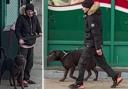 Search for man after ‘shocking footage’ shows man kicking and slapping dog