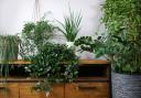 The health and wellness experts Eden’s Gate have done some digging and have collated 10 houseplants that are virtually indestructible.