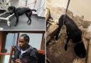 Kengere has been banned from keeping pets after causing suffering to his dog, Blade
