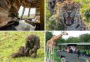 See leopards, lions, giraffes and more on a staycation safari at Port Lympne Hotel and Reserve