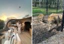 The Lookout Bubble and lions at Port Lympne Reserve and Hotel
