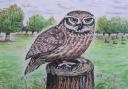 Little owls now common in Bushy Park and Richmond Park