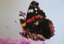 A red admiral