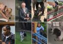 Each year there are hundreds of animal abuse cases in London's courts