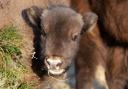 A young European bison. Image: Wildwood Trust