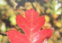 Autumn leaf in a glorious red