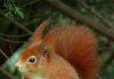 A red squirrel image: Donna Zimmer