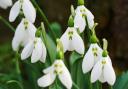 Have you seen any snowdrops this winter?