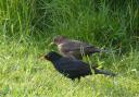 Blackbirds  Picture: Jim Butler