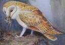 50 years since barn owls bred in Richmond Park