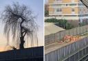 A Weeping Willow tree next to Abbey Wood Station that was described as “lovely with real character” has been cut down following safety concerns.