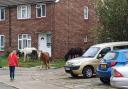 Five stray horses in Orpington