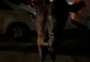 Cow hit by police car twice in Staines-upon-Thames