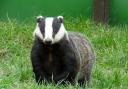 And against badgers being under threat of a cull. Photo: Donna Zimmer