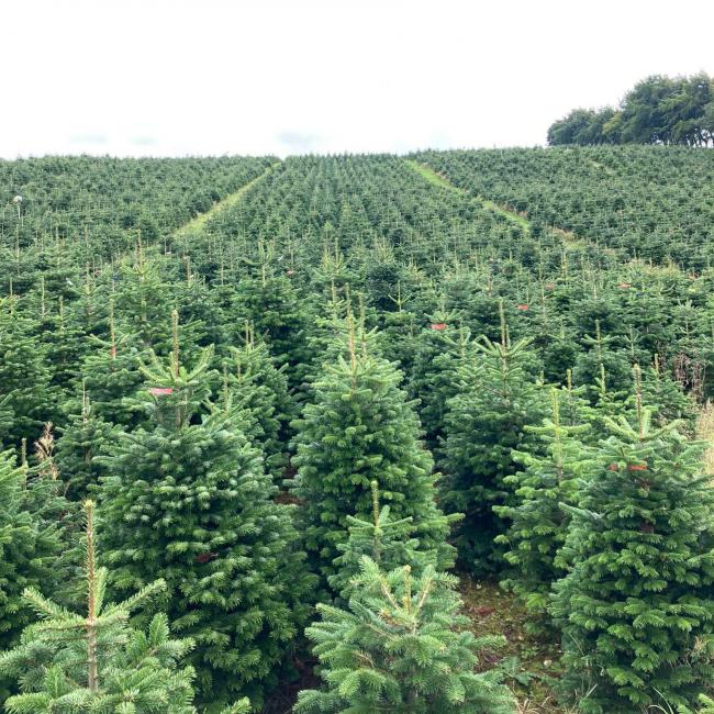 Buy a real Christmas tree in South East London. (PA/Mark Rofe)
