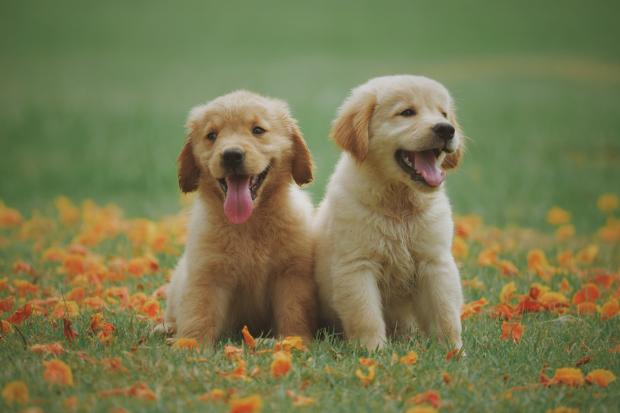 News Shopper: Two Labrador puppies in a meadow. Credit: Canva