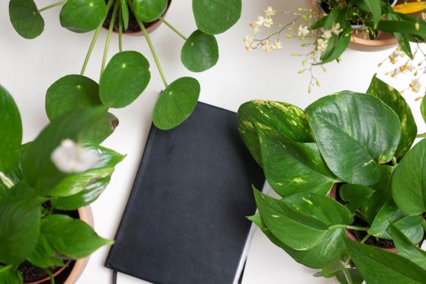 News Shopper: A black notebook surrounded by indoor plants. Credit: PA