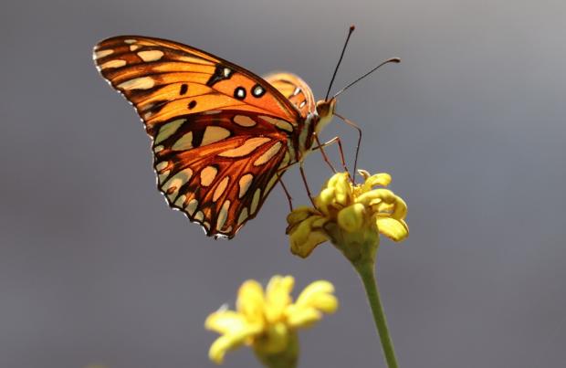 News Shopper: A marsh fritiillary butterfly Photo: Canva