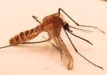 News Shopper: The London Underground mosquito