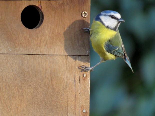 News Shopper: Choose the right box for the birds you want to attract. Photo: Donna Zimmer