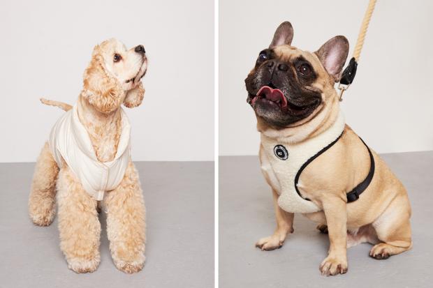 News Shopper: (left) Teddie wearing a white PLT coat and (right) a Pug wearing a white PLT harness (PrettyLittleThing/Canva)