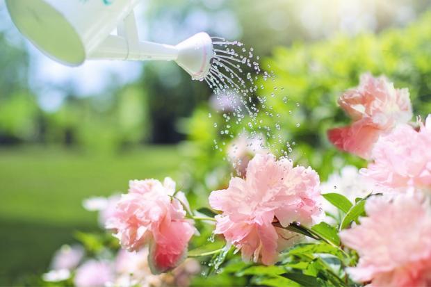 News Shopper: A watering can watering some pink flowers. Credit: Canva