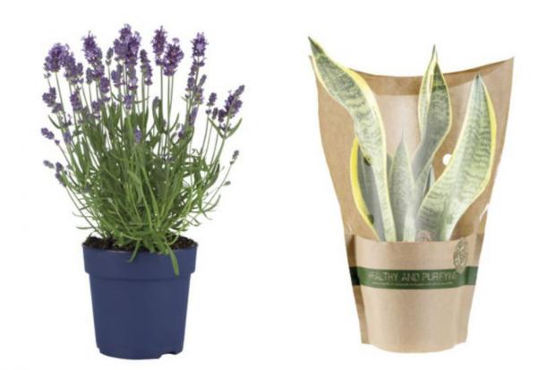 News Shopper: (Left) English Lavender and (right) Air Purifying Plant (Lidl/Canva)