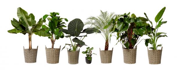 News Shopper: The Palm House Collection. (Sproutl)