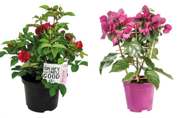 News Shopper: (left) Garden Rose and (right) Bougainvillea (Lidl/Canva)